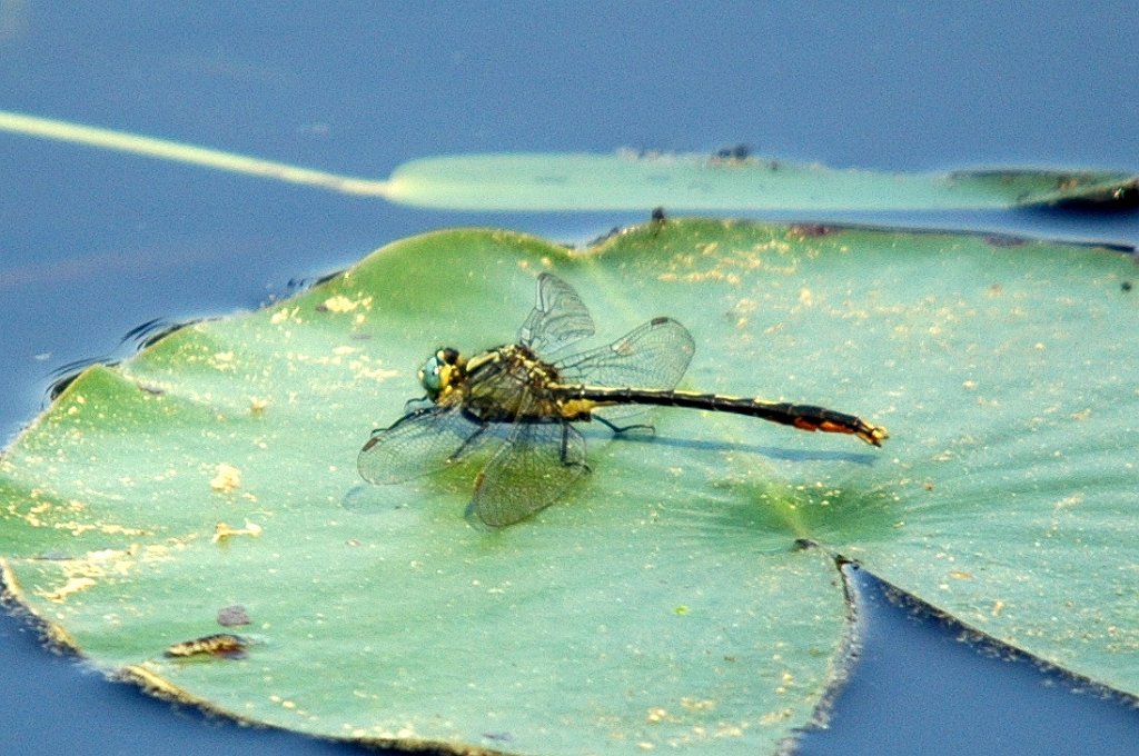 068 2004-06071168b Moore State Park.JPG - Lilypad Clubtail (Arigomphus furcifer) Dragonfly. Moore State Park, MA, 6-7-2004